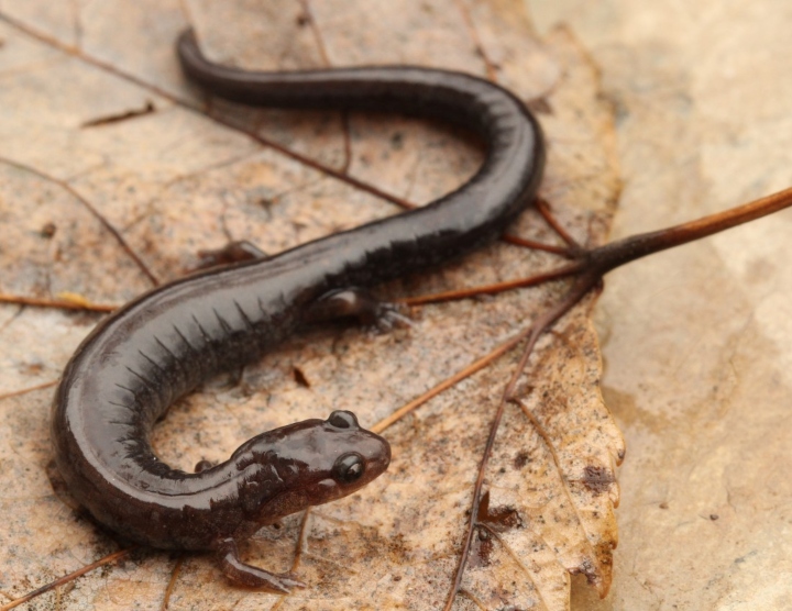 Redback Salamander